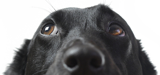 Chien